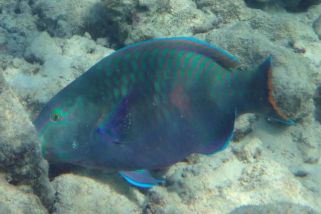 Scarus collana - Rotmeer-Papageifisch